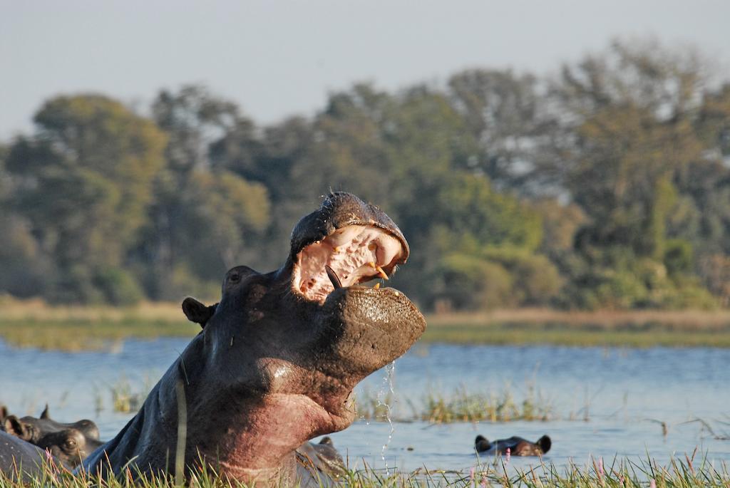 Divava Okavango Resort And Spa Bagani Εξωτερικό φωτογραφία